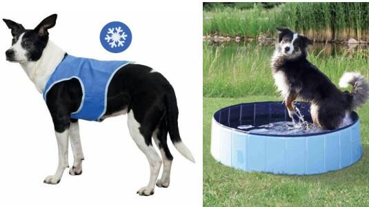 Quels sont les autres produits rafraîchissants pour chien ?