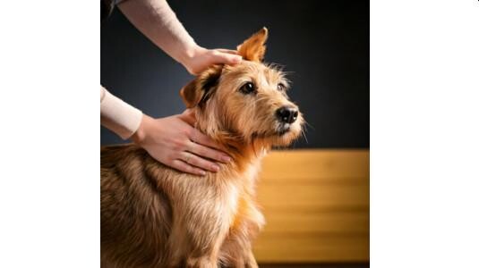 Comment appliquer le parfum pour chien ?