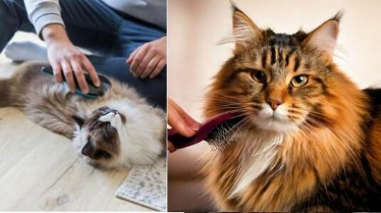 Conseils ! Brossage d'un chat poils longs