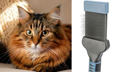 Quelle est la meilleure brosse pour un chat à poils longs ?