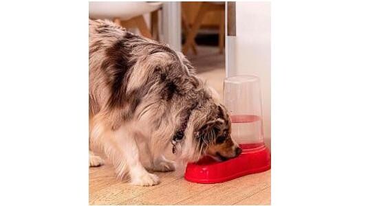 Distributeur d'Eau pour Chien et Chat : Hydratation Pratique et Hygiénique