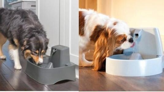 La meilleure Fontaine à Eau pour Chien !