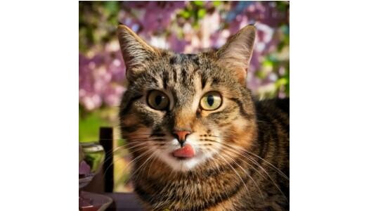 Pourquoi cette friandise est aussi appétente ?