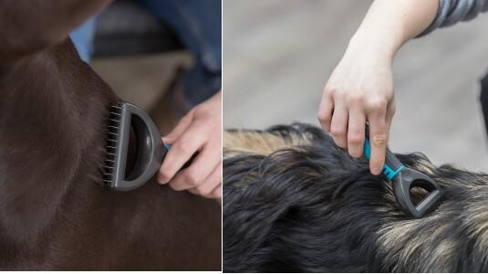 Quelle est la meilleure étrille pour le démêler un chien ?