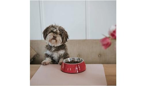 Comment choisir une gamelle design pour son chien ?