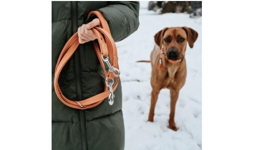 Pourquoi choisir une laisse en cuir pour son chien ?