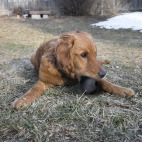 Balle Kong XXL pour gros chien destructeur