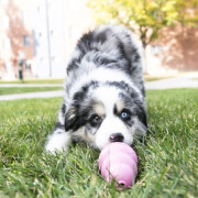 Jouet KONG Puppy pour chiot