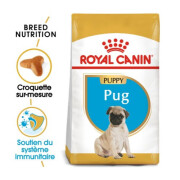 Croquettes Carlin puppy