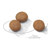 Croquettes Maxi Puppy chiot 