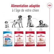 ROYAL CANIN Croquettes Medium Ageing 10+