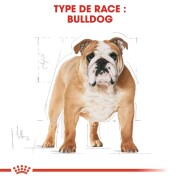 ROYAL CANIN Croquettes Bouledogue Anglais Adult
