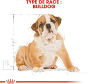 Royal Canin Croquettes Bouledogue Anglais puppy