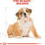 Royal Canin Croquettes Bouledogue Anglais puppy