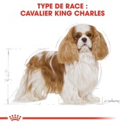 ROYAL CANIN Croquettes Cavalier King Charles Junior