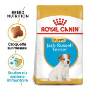Croquettes Jack Russell Terrier puppy