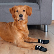 Chaussettes hautes pour chien