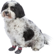 Chaussettes Trixie chien