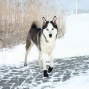 Chaussures Walker Active nylon, bottine protection neige, blessures,