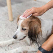 Lingettes nettoyantes universelles pour chien