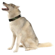 Collier Camouflage kaki