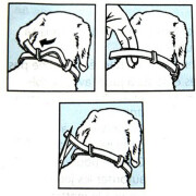 Collier Seresto petit chien