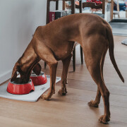 Gamelle ronde DESIGN mélaminé rouge