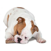 Bâton à mâcher Dogwood Stick