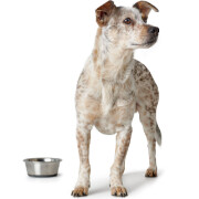 Gamelle chien design luxe acier