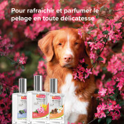 Parfum Mr Filou pour mâle