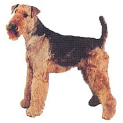 Autocollant Airedale Terrier