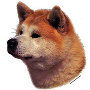Autocollant Akita Inu