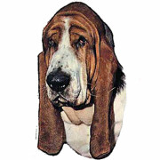Autocollant Basset Hound