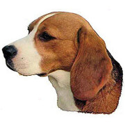 Autocollant Beagle