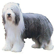 Autocollant Bearded Collie