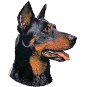 Autocollant Beauceron