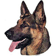 Autocollant race Berger Allemand tête