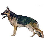 Autocollant Berger Allemand