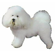 Autocollant Bichon frisé