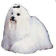 Autocollant Bichon Maltais