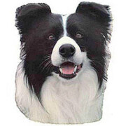 Autocollant Border Collie