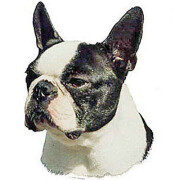 Autocollant Boston Terrier