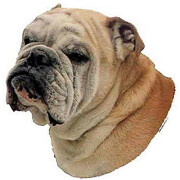 Autocollant Bouledogue Anglais