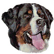 Autocollant Bouvier Bernois