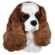 Autocollant Cavalier King Charles