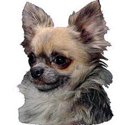 Autocollant Chihuahua