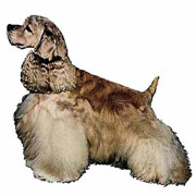 Autocollant Cocker Américain