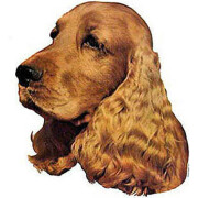 Autocollant Cocker Anglais