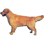 Autocollant Golden Retriever