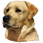 Autocollant Labrador